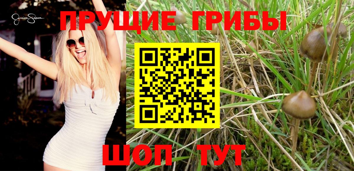 Галлюциногенные грибы GOLDEN TEACHER  Вход с VPN  Амурск 